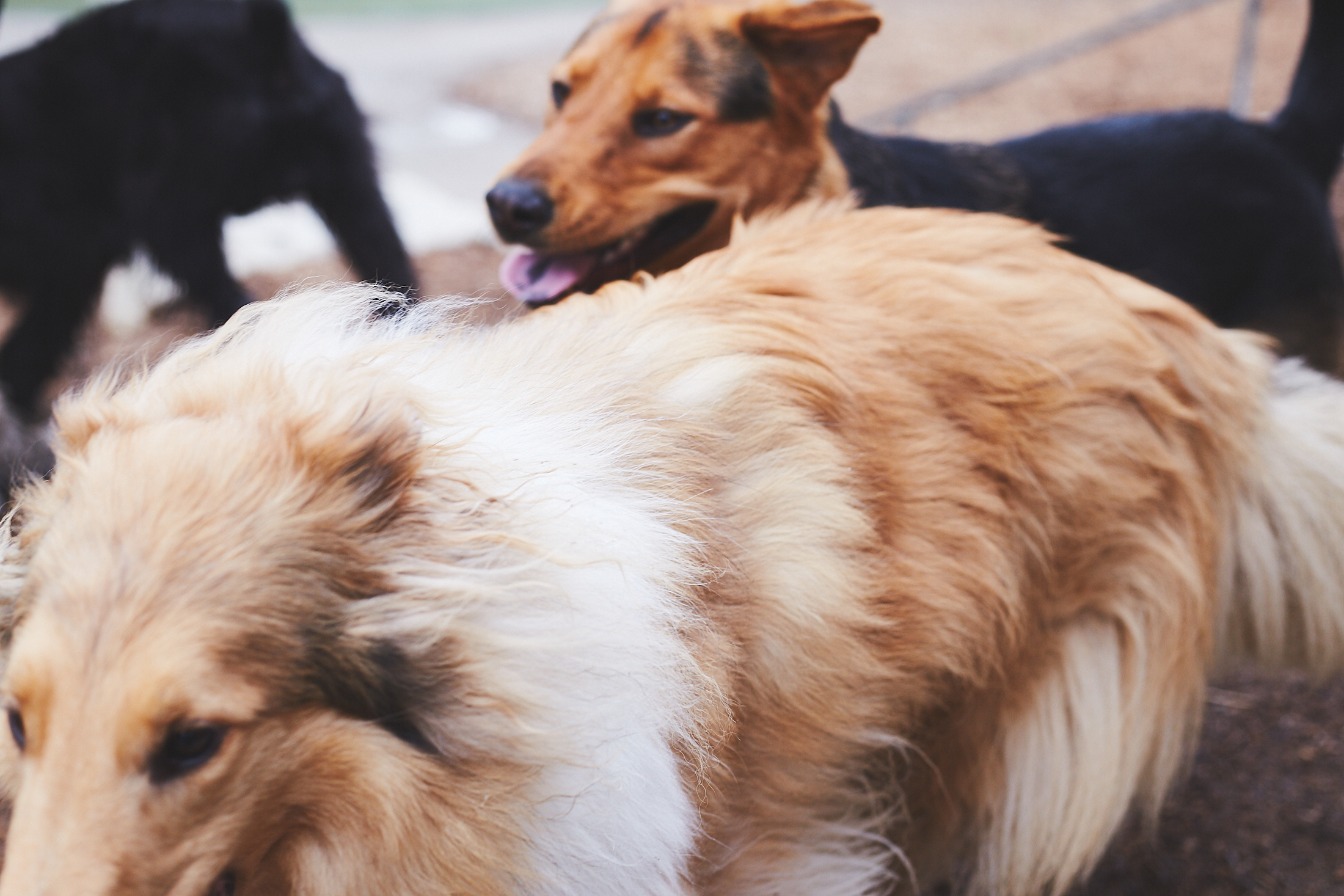 Bark3246
